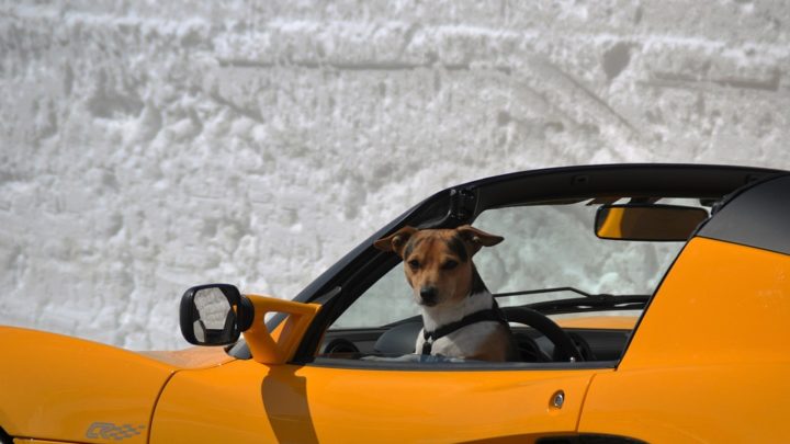 An diese Dinge sollte man unbedingt denken, wenn der Hund mit auf Reisen ist